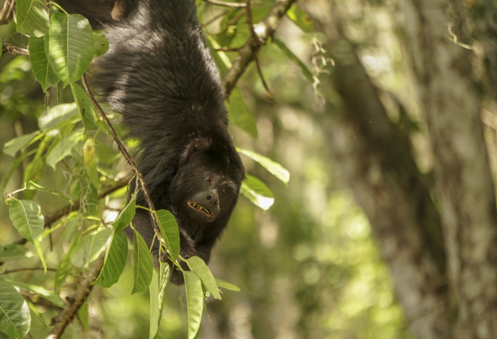 a howler monkey in costa rica