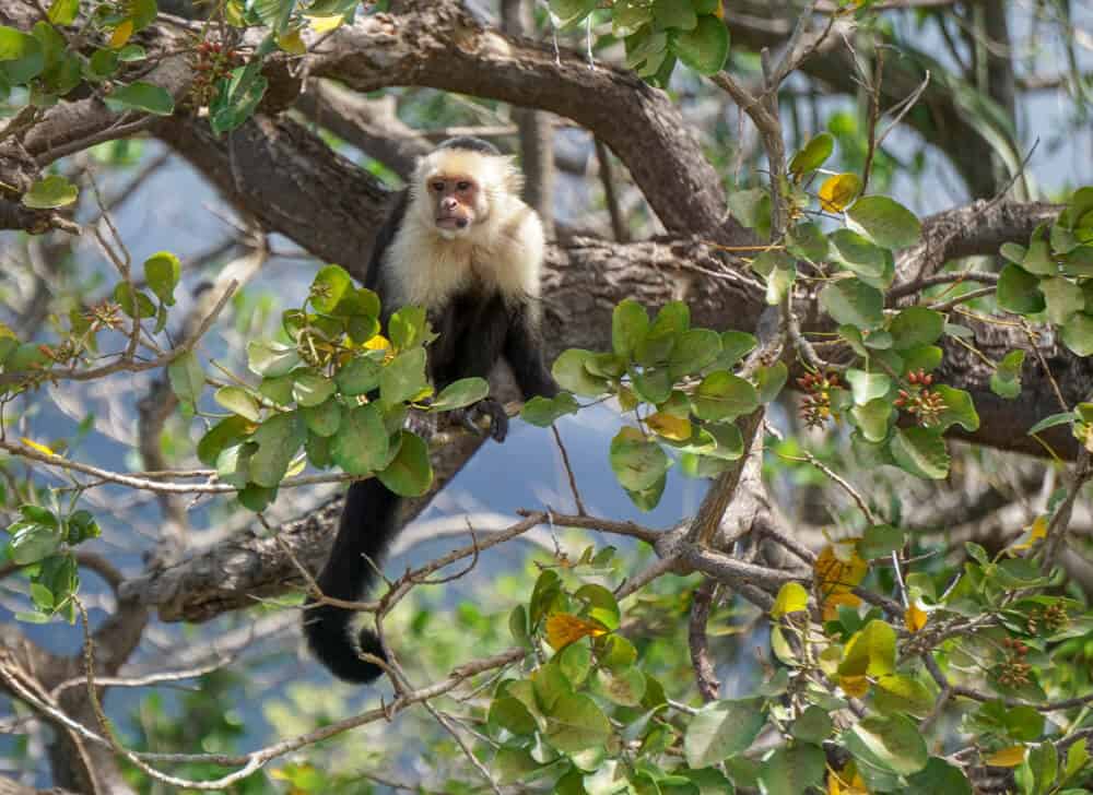 A monkey on monkey island while exploring OMetepe