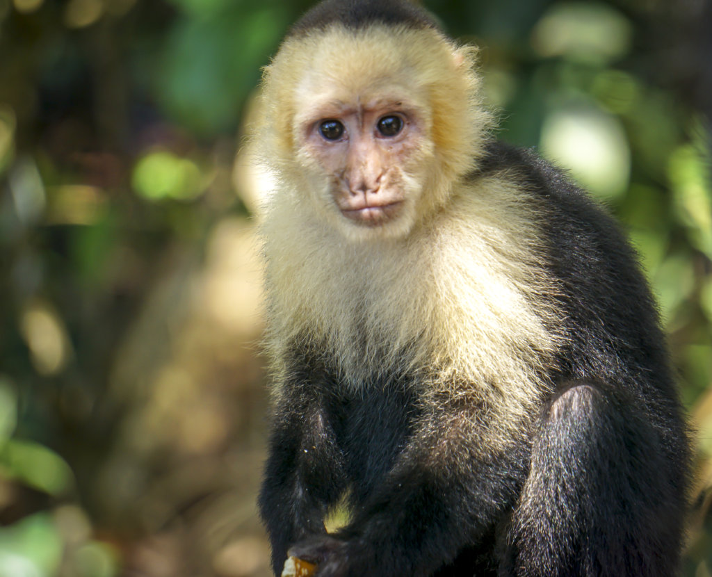 White faced monkey in Manuel Antonio National Park