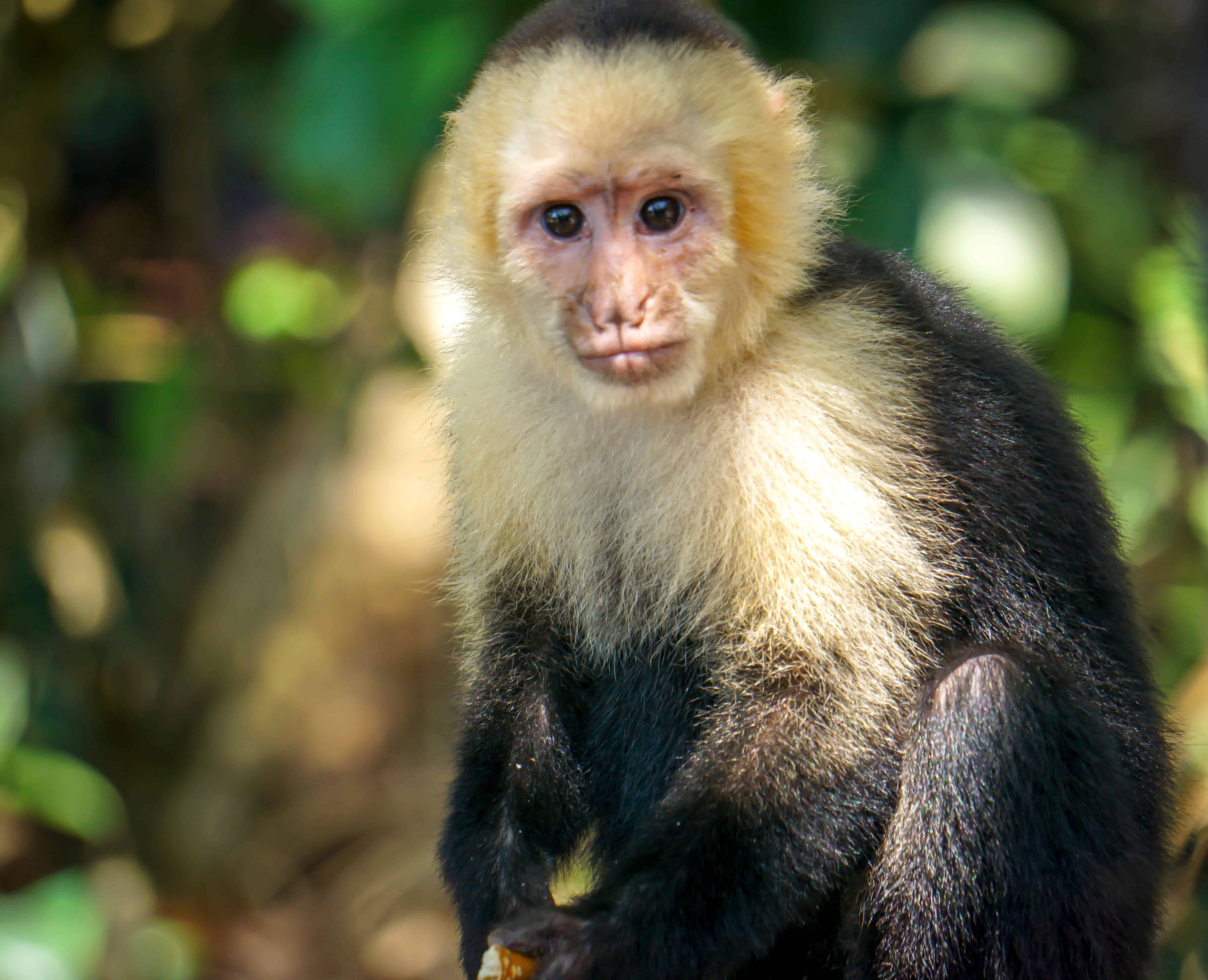 White faced monkey in Manuel Antonio National Park costa rica central america