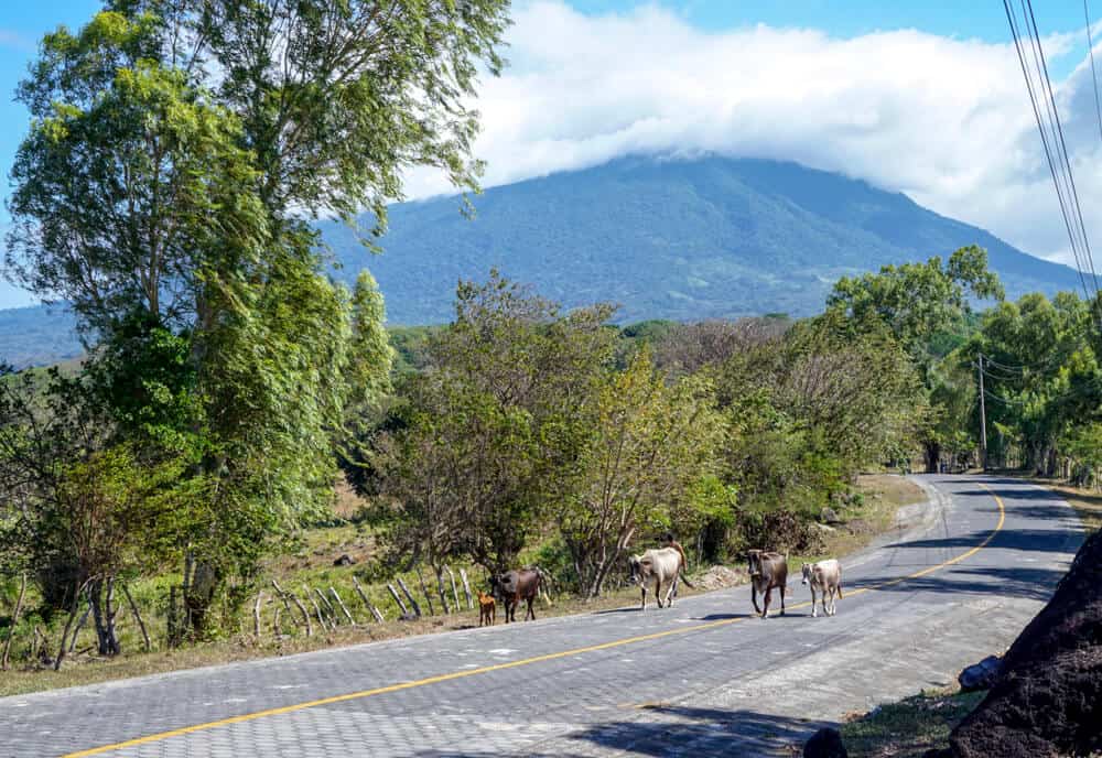 Cows walking down the road in Ometepe