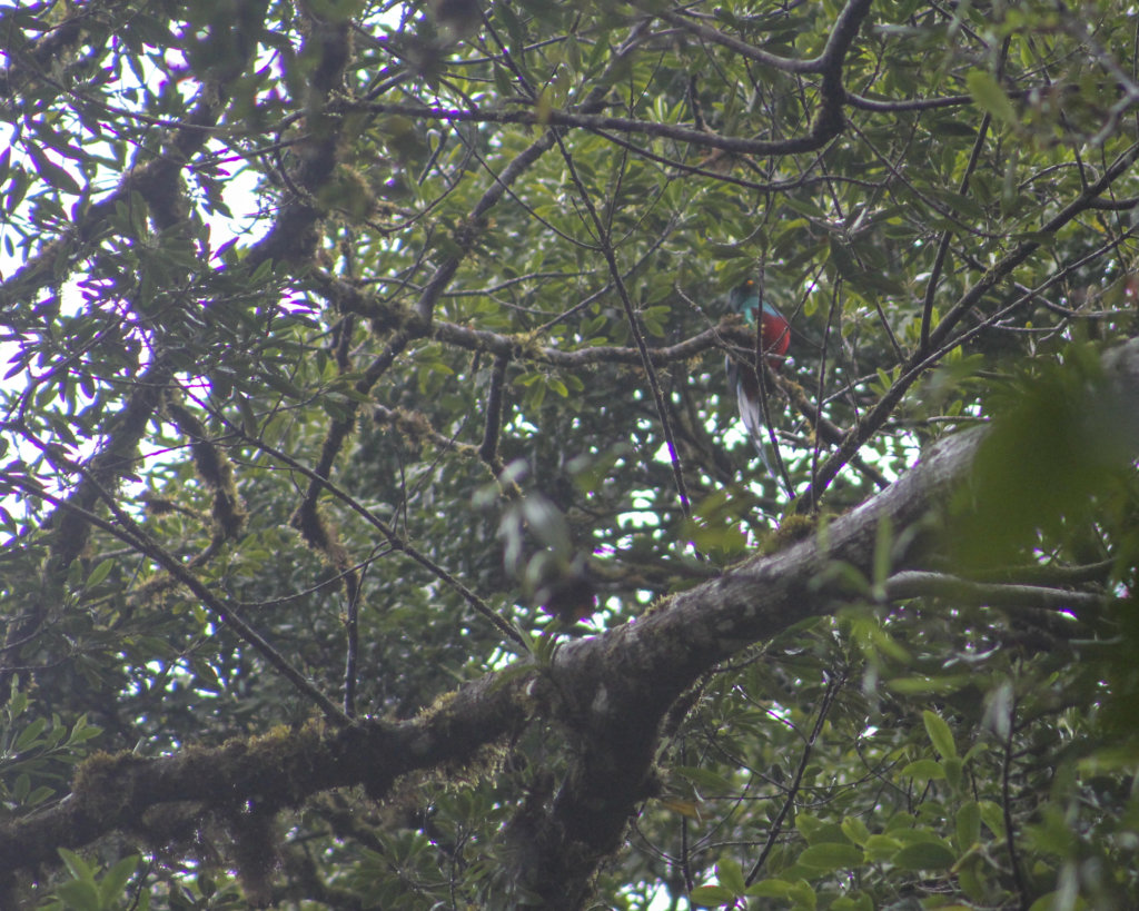 a quetzal in costa rica