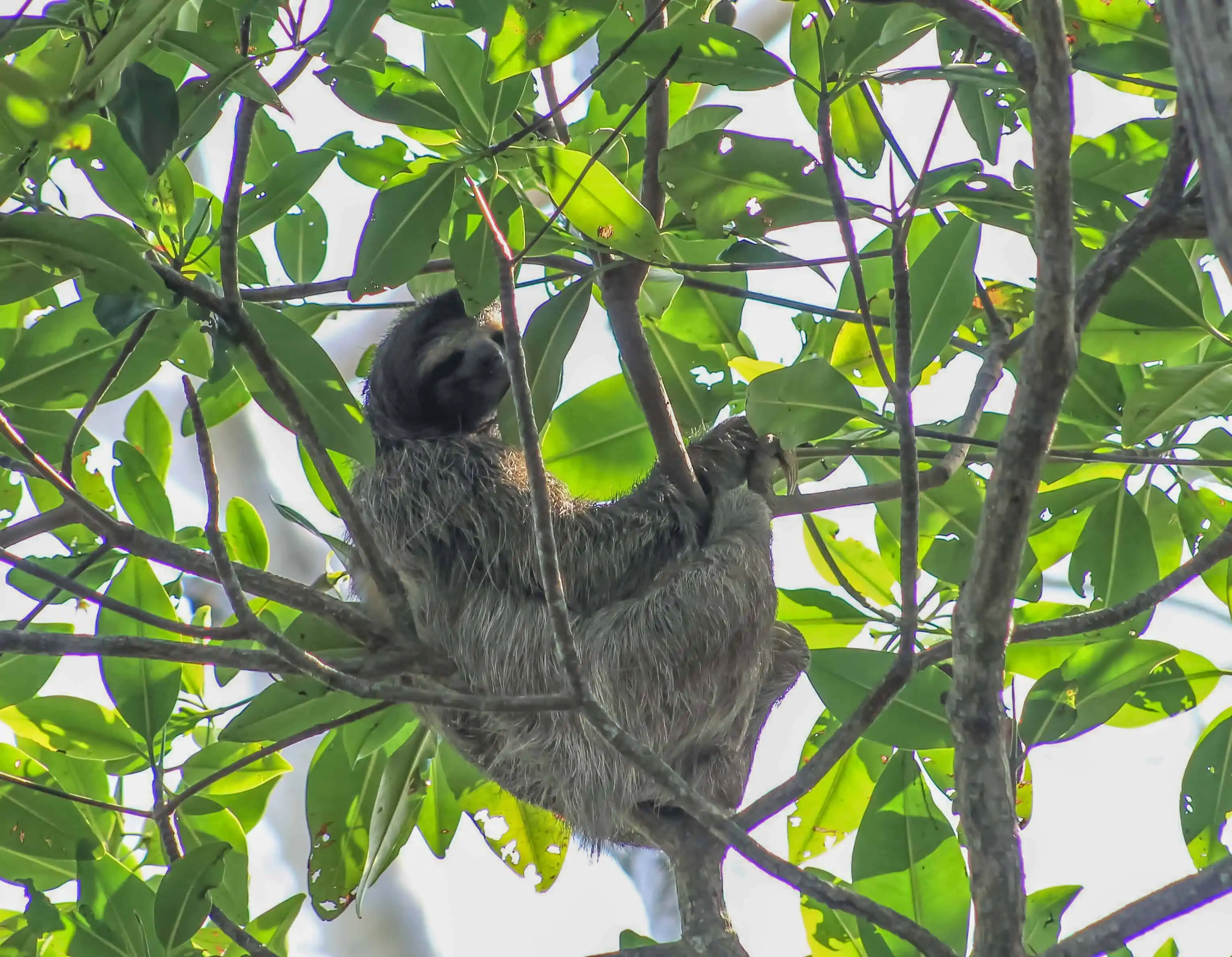 sloth costa rica mammals