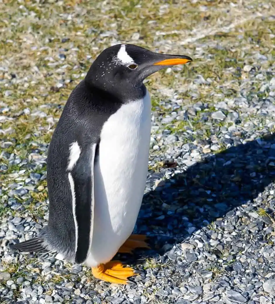 gentoo penguin in ushuaia argentina