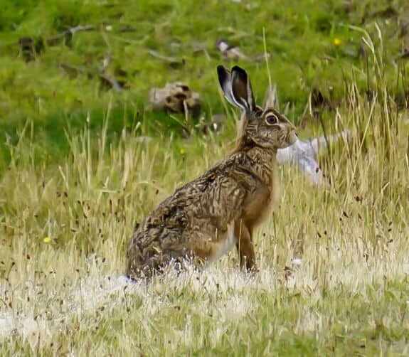 Beautiful Hare in Torres del Paine national park