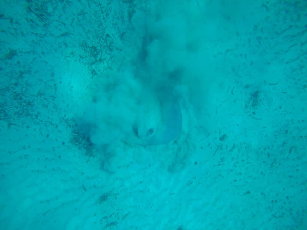 San Blas snorkeling with manta ray