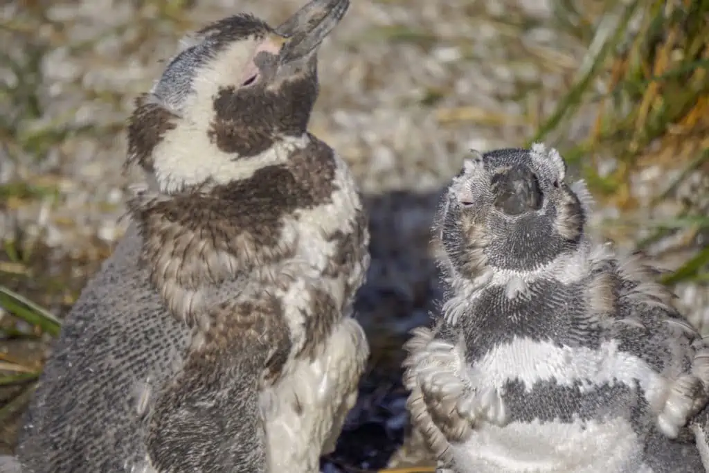 Magellanic penguins in Ushuaia argentina