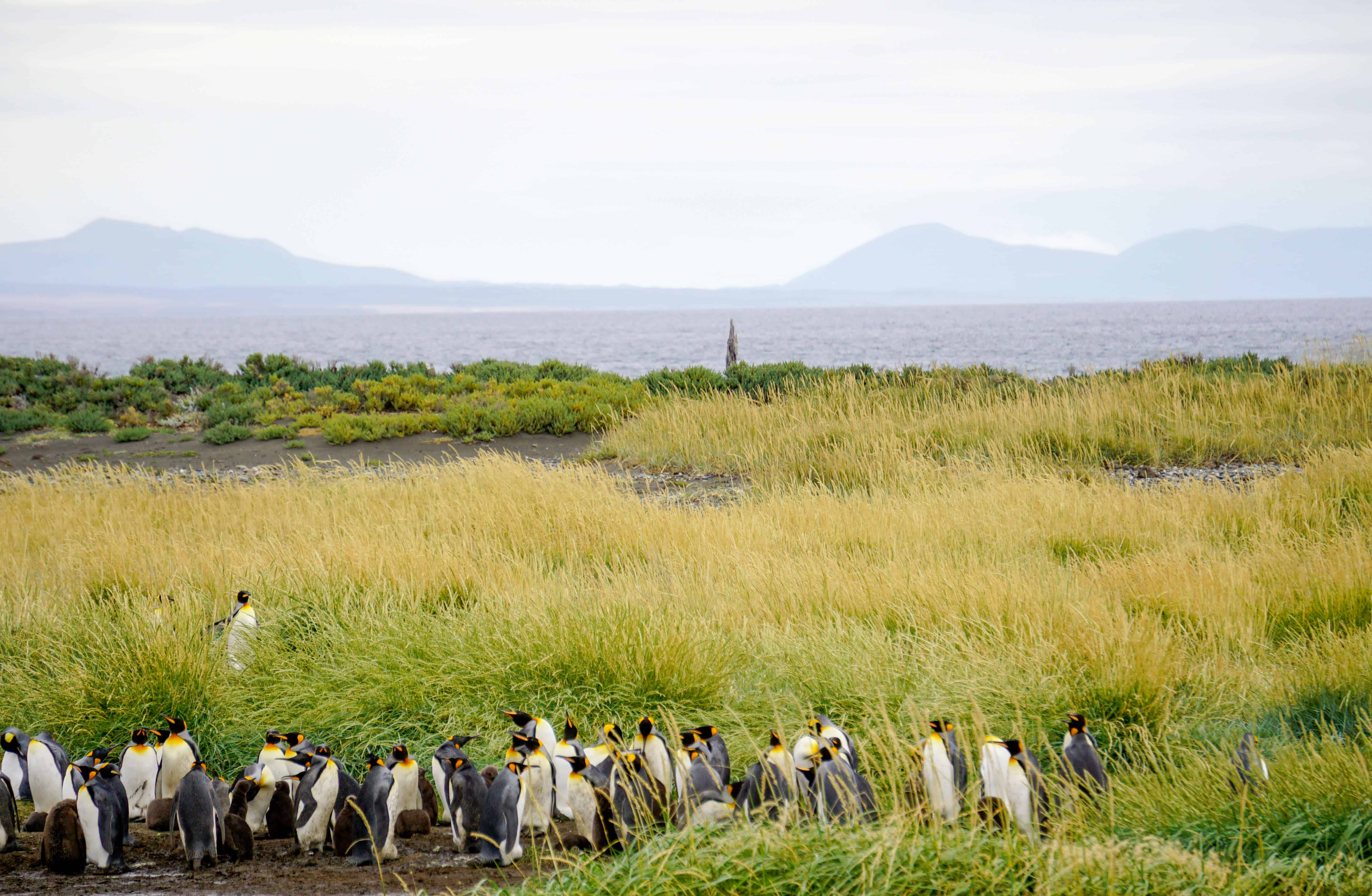 King Penguin Colony of Punto Arenas