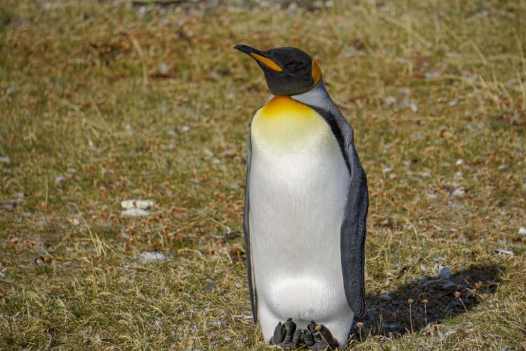 king penguin on martillo island in ushuaia