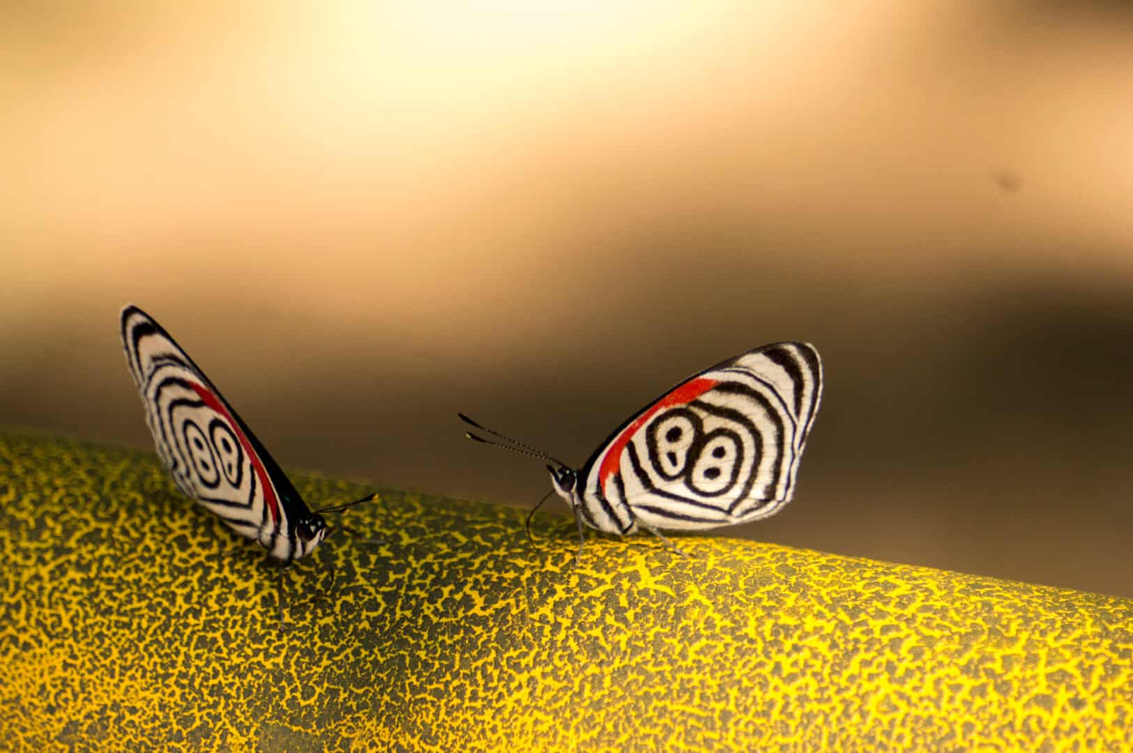 butterfly with unique 88 marking on wings