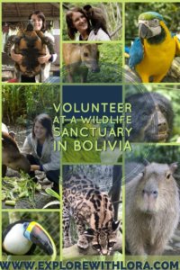 Volunteering with wildlife is a great way to make a difference while you travel and get up close experiences with amazing wildlife. Find out how you can volunteer with wildlife at La Senda Verde Wildlife Sanctuary in Bolivia. #Volunteer #Wildlife 
