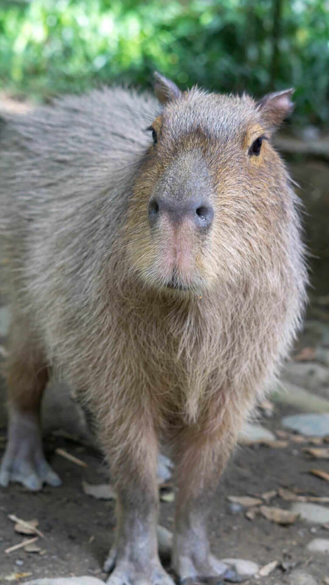 A capybara while Volunteering at La Senda Verde Wildlife Sanctuary in Bolivia