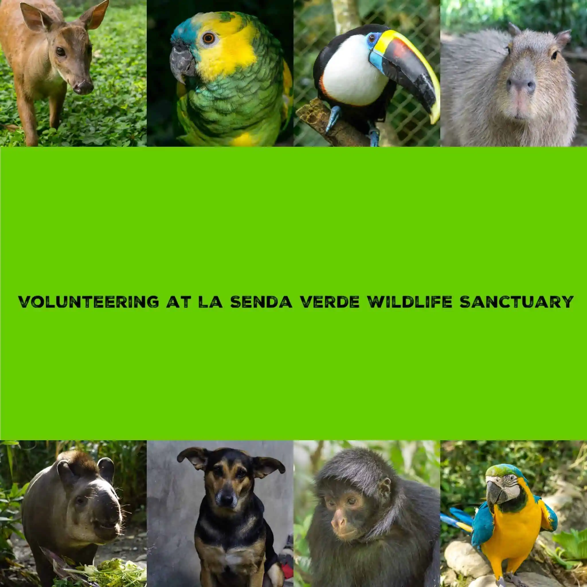 wildlife poster