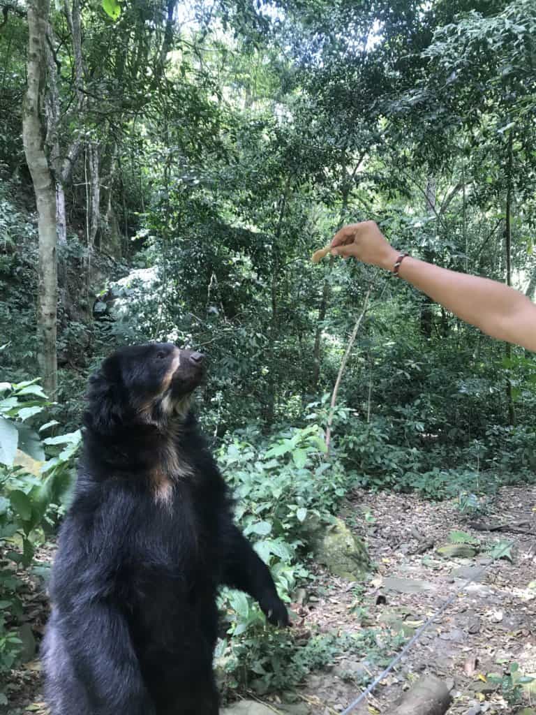 feeding an andean bear while volunteering at La Senda Verde Wildlife Sanctuary in Bolivia