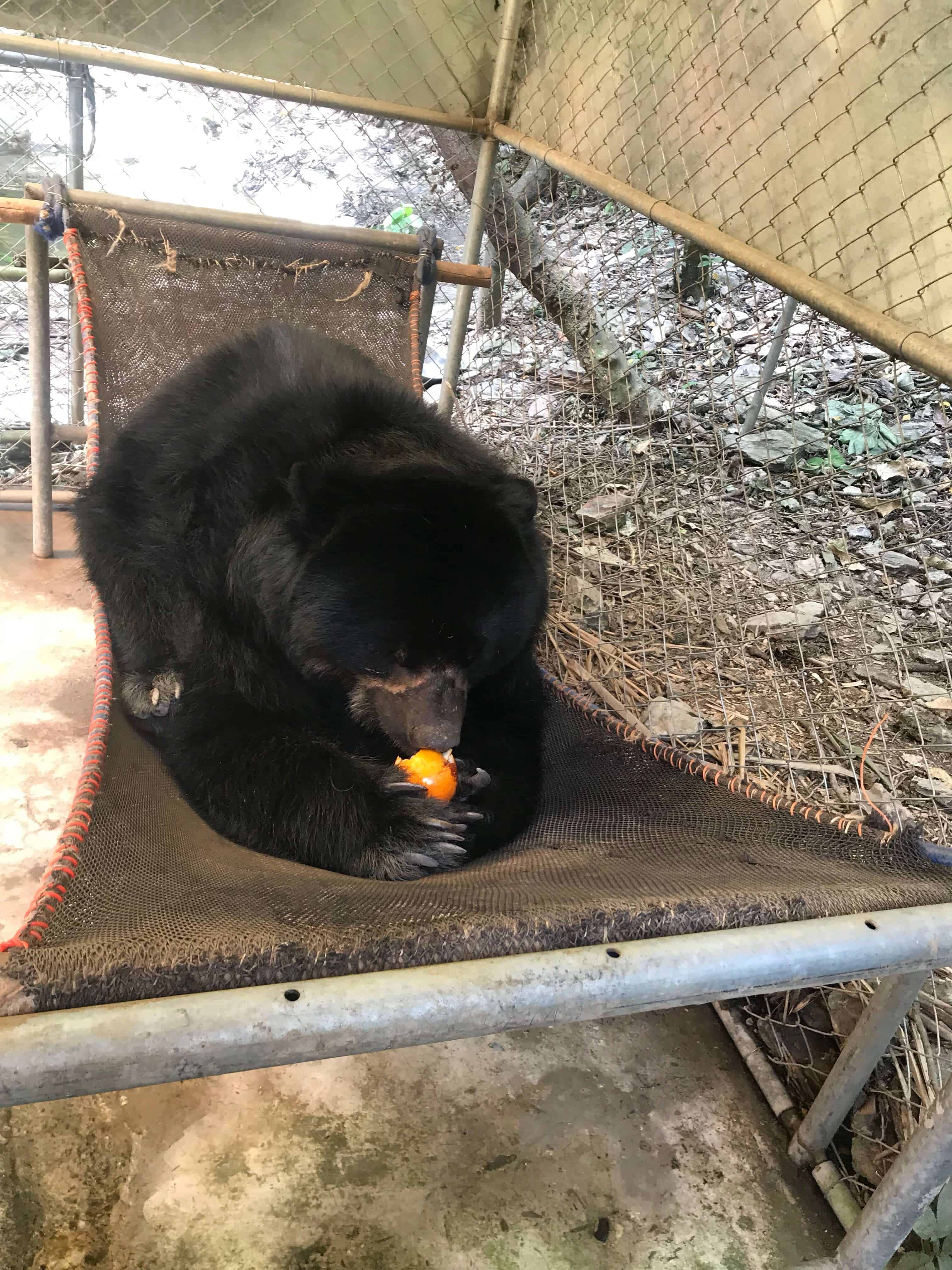 an andean bear eating while volunteering at La Senda Verde Wildlife Sanctuary in Bolivia
