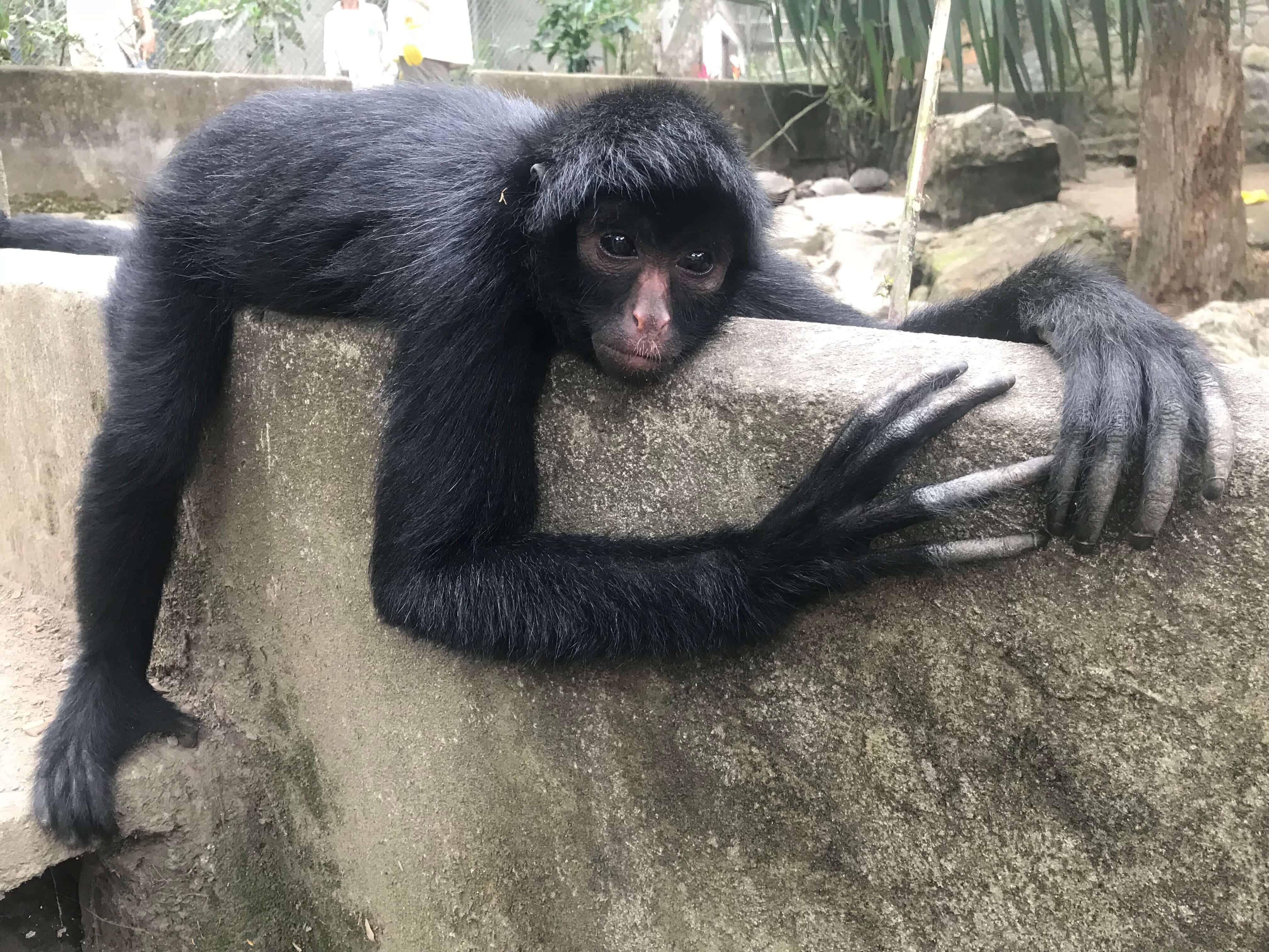 A spider monkey while volunteering at La Senda Verde Wildlife Sanctuary in Bolivia