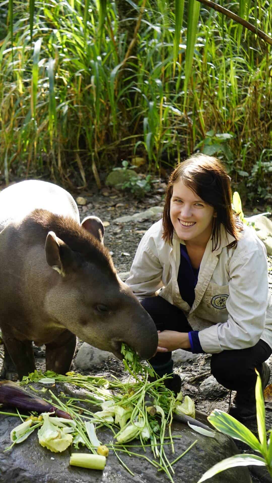 feeding a tapir while volunteering at la senda verde