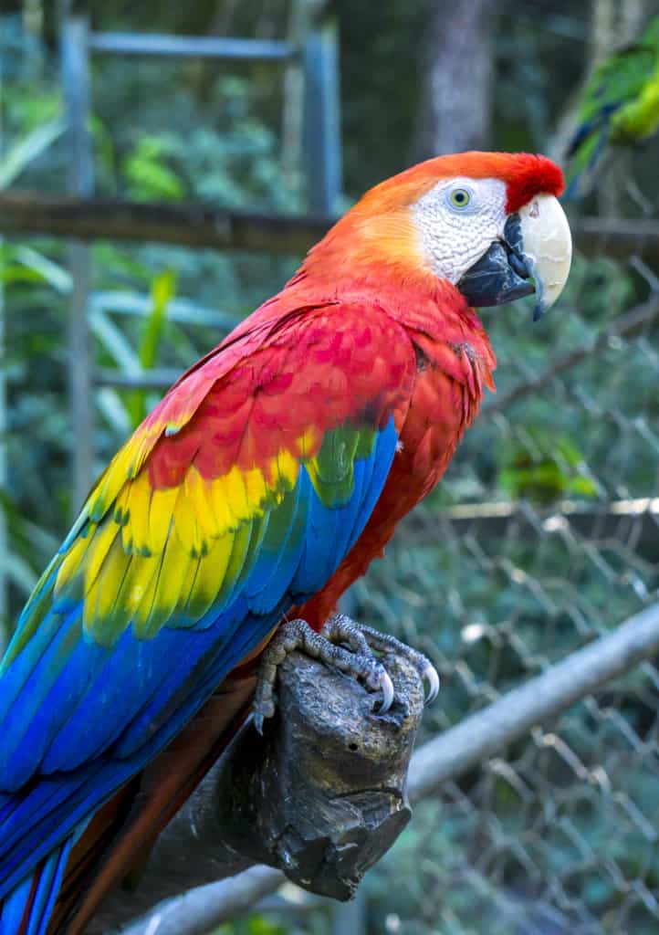 A scarlet macaw is an animal found in Bolivia