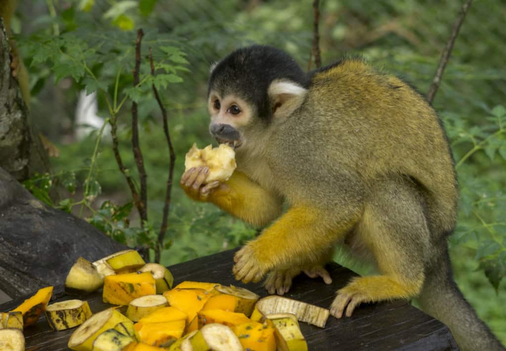 A squirrel monkey eating while volunteering at La Senda Verde Wildlife Sanctuary in Bolivia