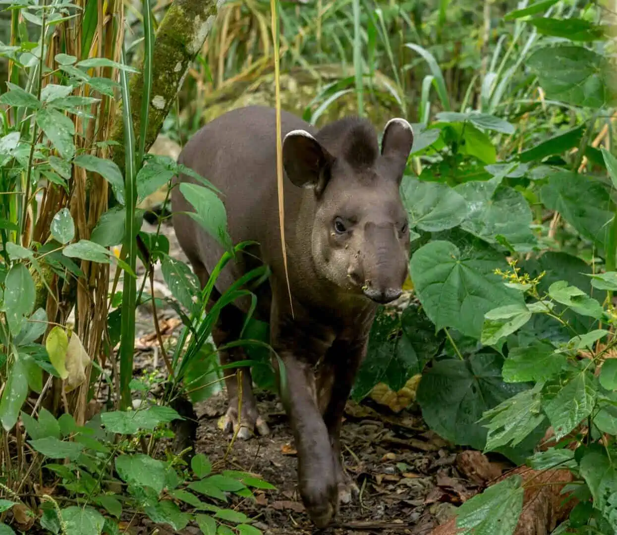 tapir while volunteering at la senda verde wildlife sanctuary