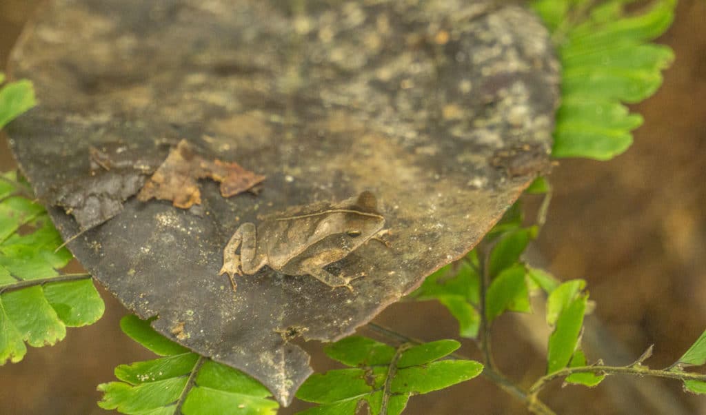 frog camouflaging on a leaf