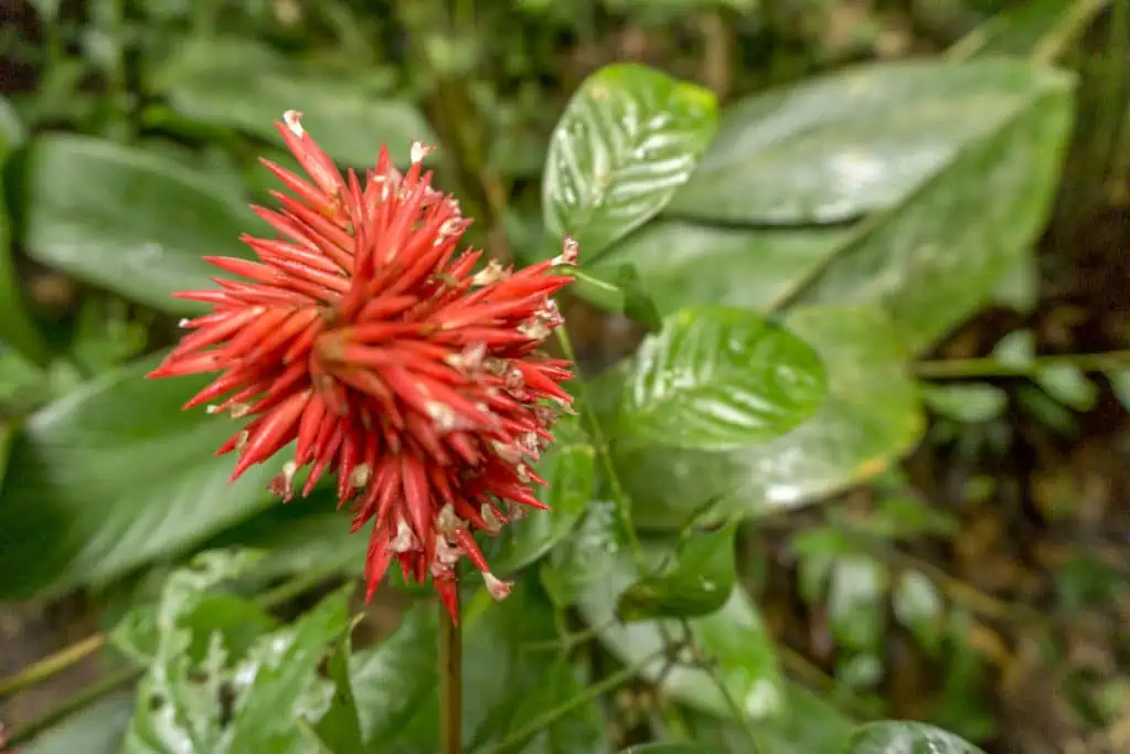 Amazon flower