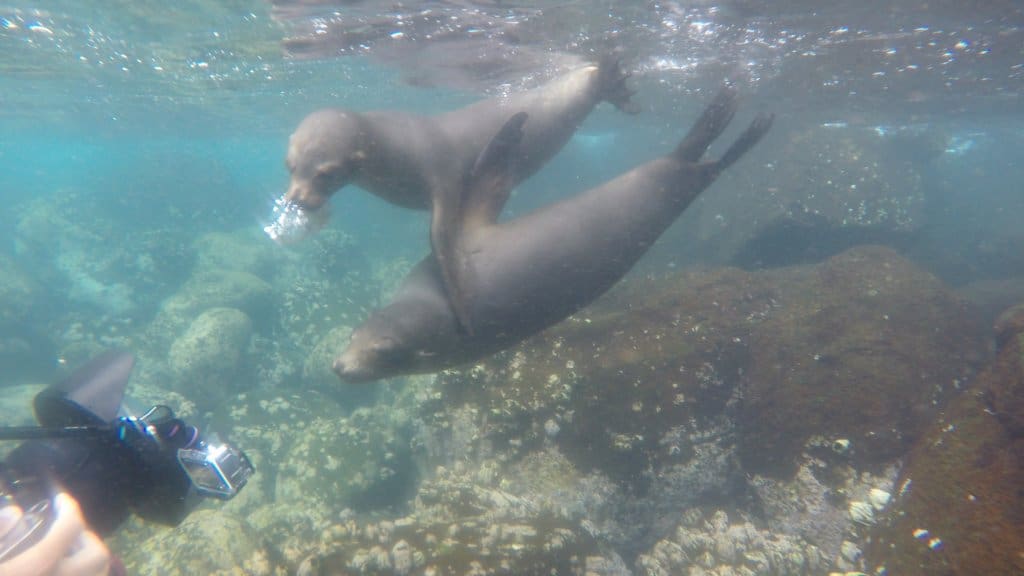  Playful sea lions in the ocean, showcasing their energetic and lively behavior while swimming in the waters surrounding the Galapagos Islands.