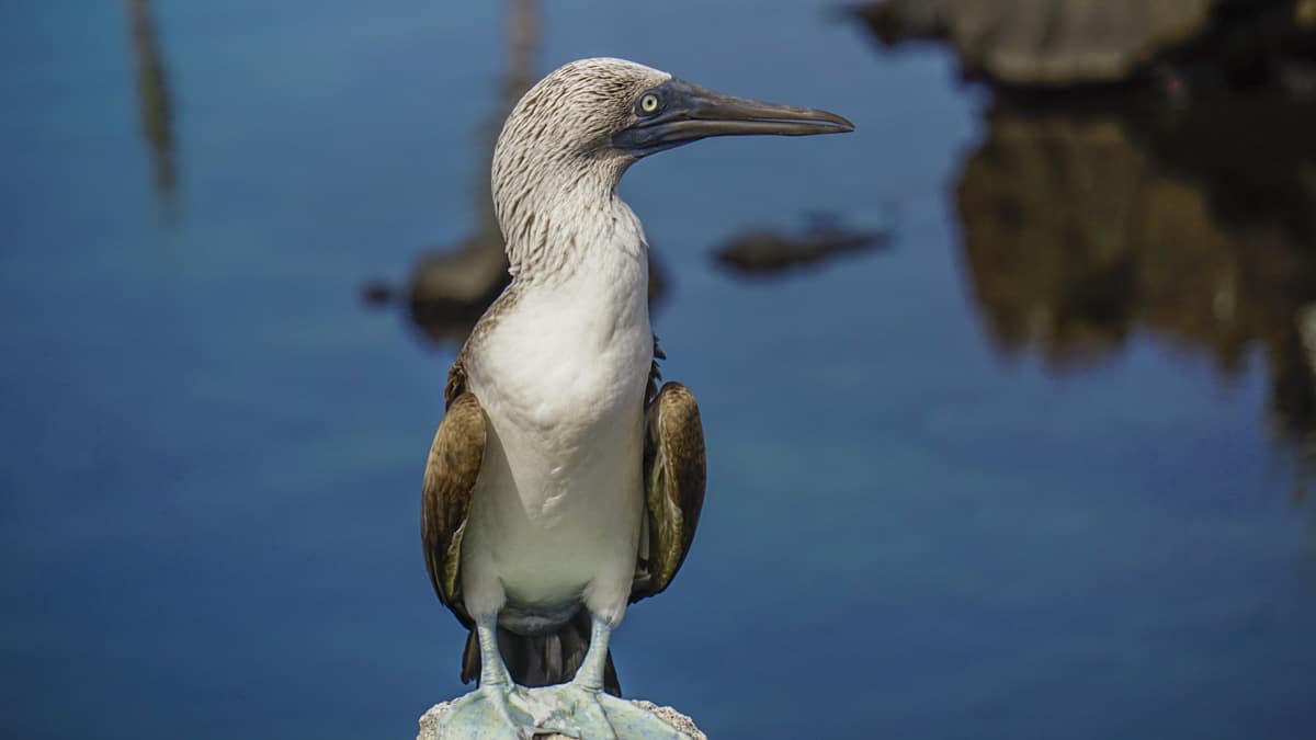 Blue-footed booby perched on a rock, displaying its iconic blue feet and charming presence