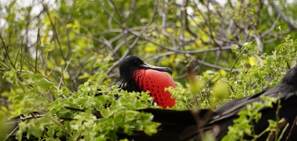 Frigate bird with red neck inflated, showcasing its vibrant plumage during courtship rituals in the Galapagos Islands.