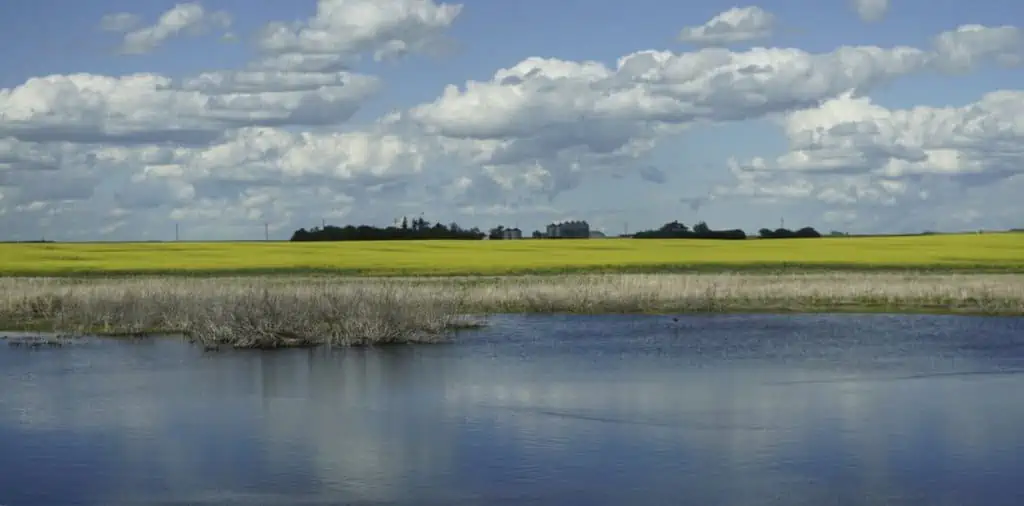 canola fields in saskatchewan