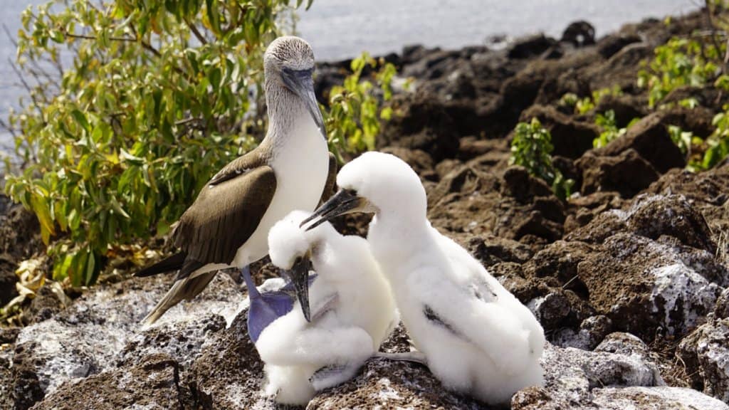 Blue-footed booby mom and young playing, displaying their charming behavior on isla lobos