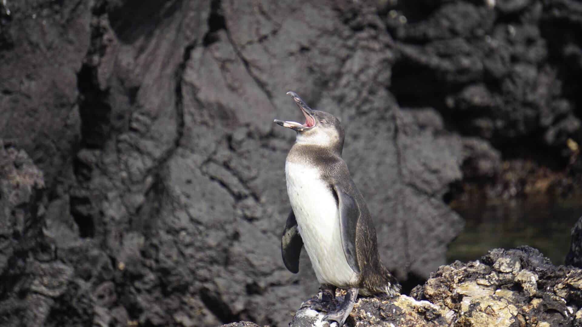 Galapagos penguin on a rock yawning, capturing a playful moment of one of the world's smallest penguin species found in the Galapagos Island