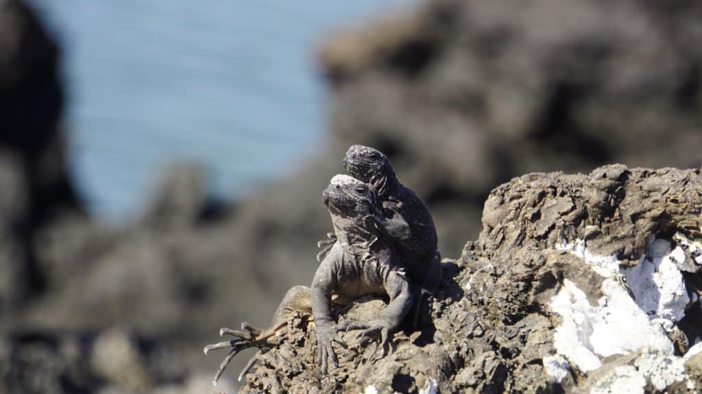 two Marine Iguanas perched on rocks in the Galapagos