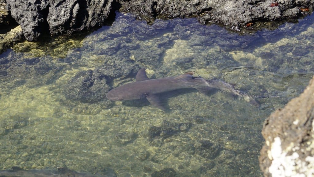 reef sharks in the galapagos
