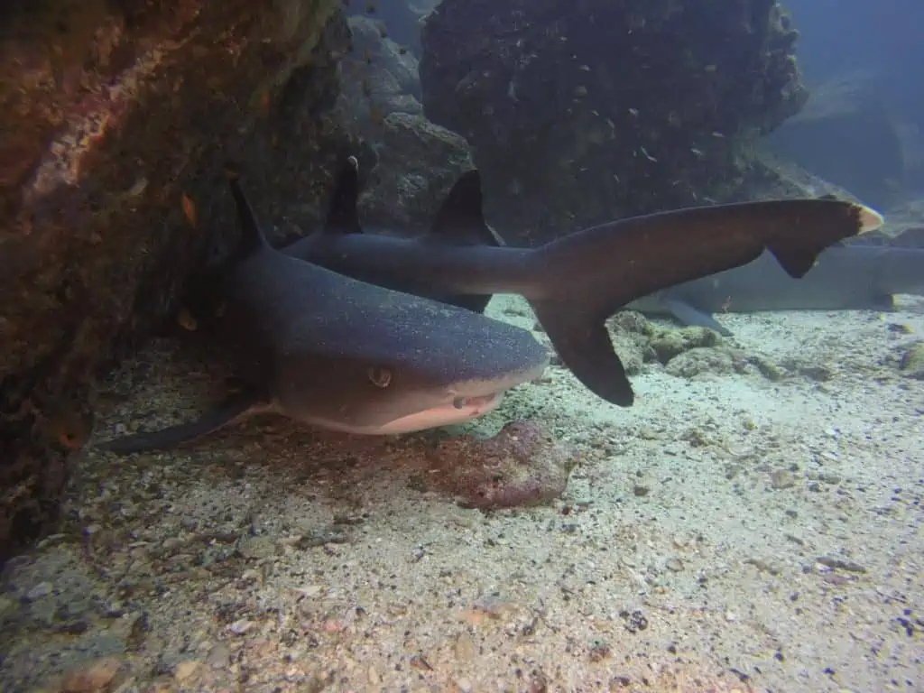 Reef shark swimming in the pristine waters of the Galapagos Islands, showcasing the diverse marine life of this unique ecosystem.
