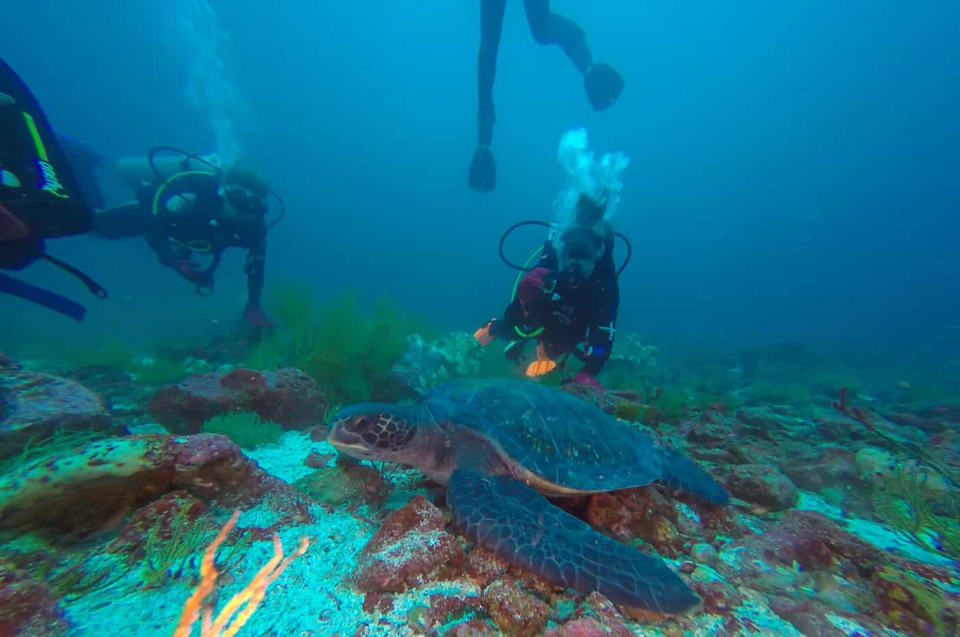 Lora diving with a sea turtle at Gordon Rocks, experiencing the incredible underwater world and marine biodiversity of the Galapagos.