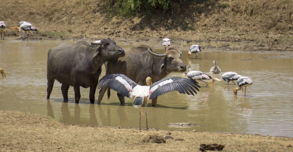 Buffalo in Udawalawe National Park