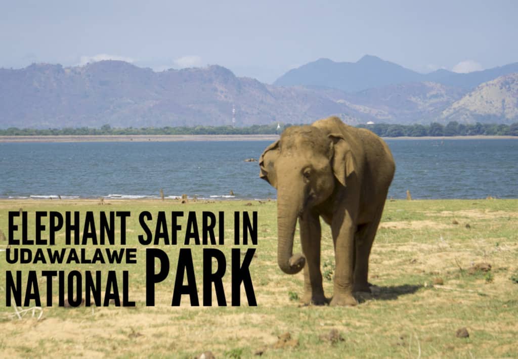 How to Plan an Elephant Safari in Sri Lanka at Udawalawe – Explore With Lora