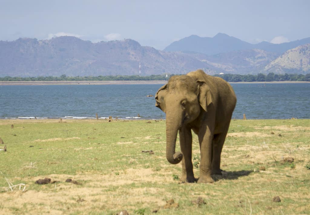 Elephants in Udawalawe National Park