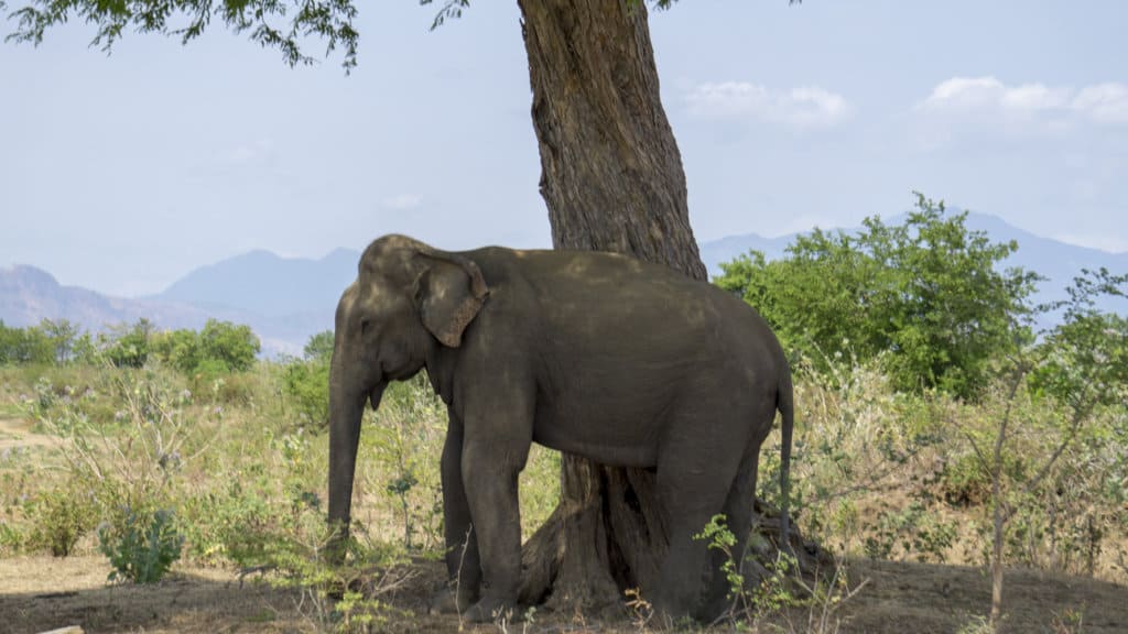 elephant safari in sri lanka