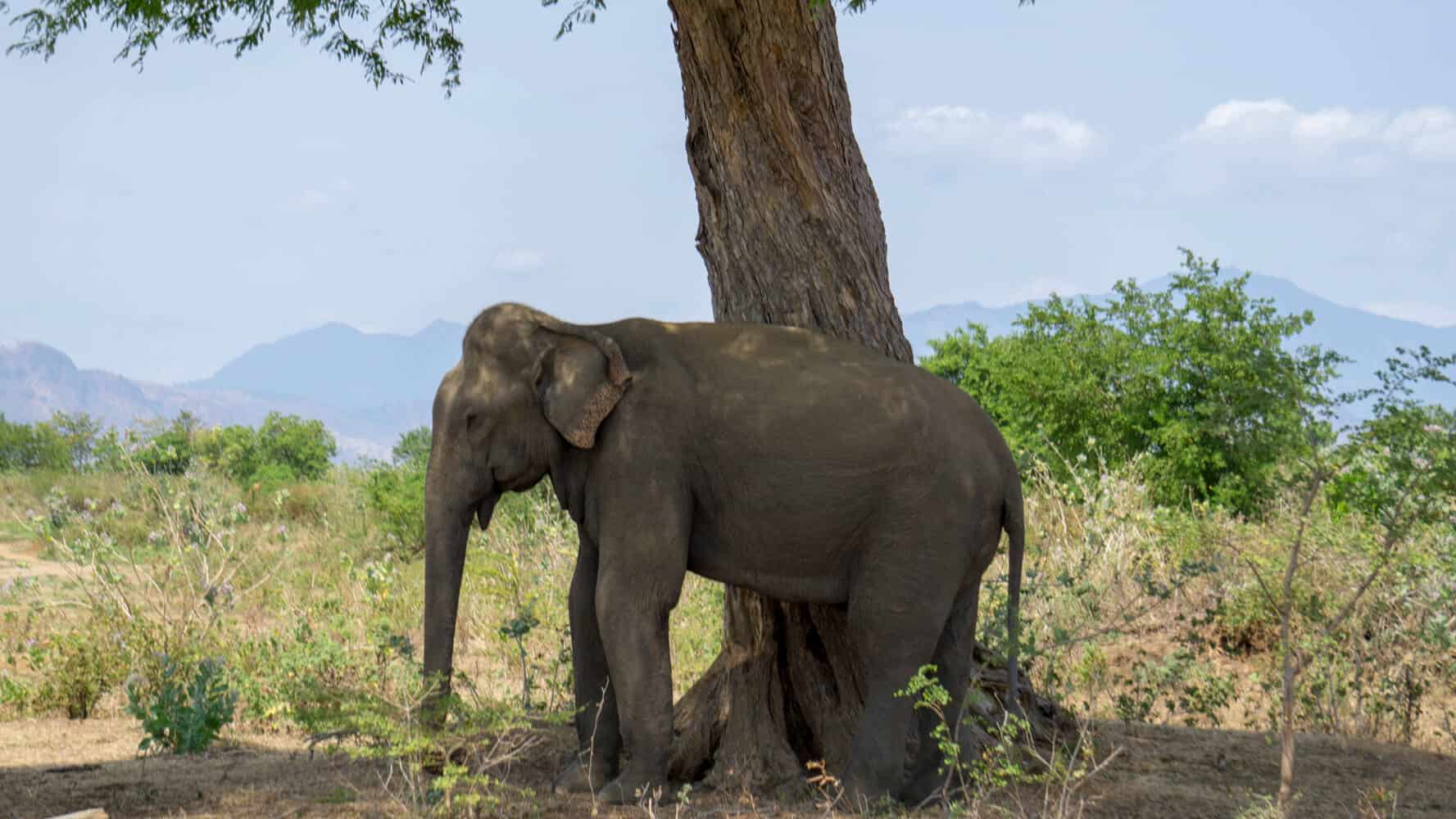 wildlife encounter with elephants in Sri Lanka