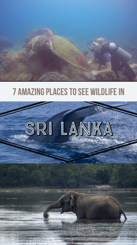 Sri Lanka is a dream destination for animal lovers. From elephant safaris to swimming with blue whales, discover 7 of the best ways to see wildlife in Sri Lanka in this post. #Wildlife #SriLanka #Safari #Elephants #SriLankaWildlife