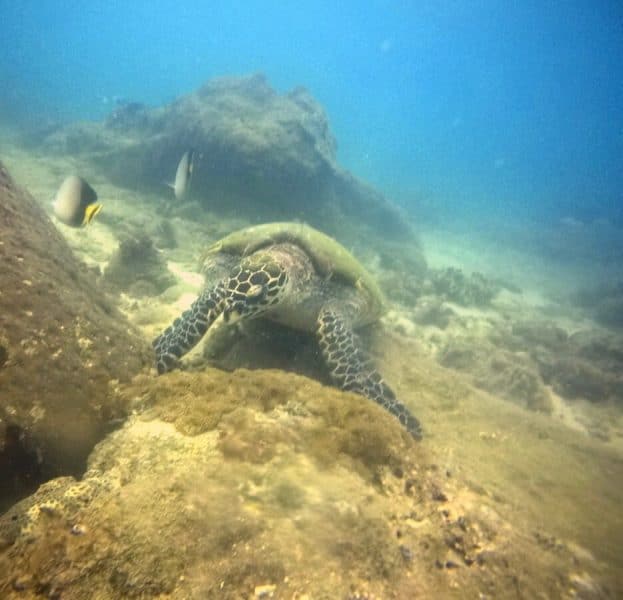 turtle diving in sri lanka
