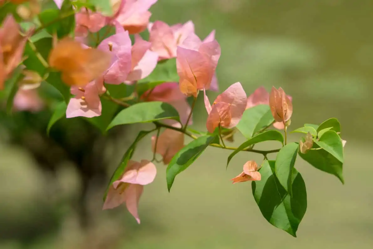 flower in botanical gardens kandy