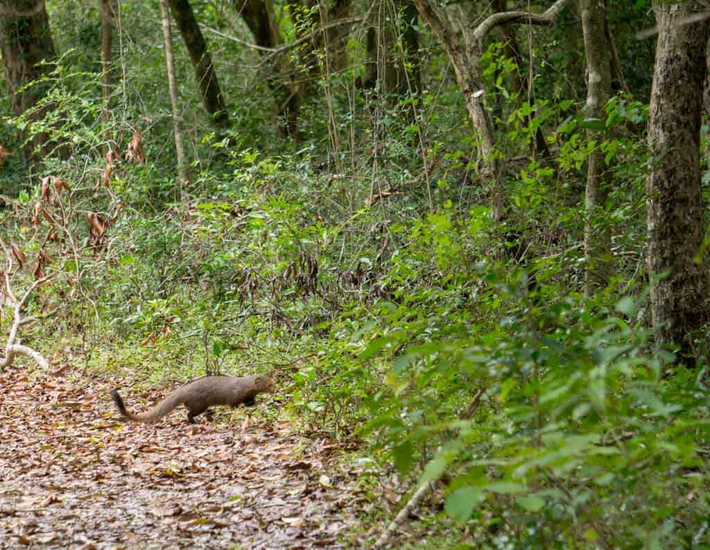 a mongoose in Wilpattu National Park