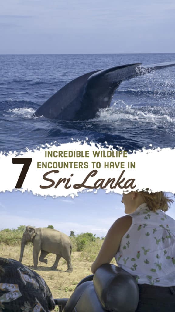 Sri Lanka is a dream destination for animal lovers. From elephant safaris to swimming with blue whales, discover 7 of the best ways to see wildlife in Sri Lanka in this post. #Wildlife #SriLanka #Safari #Elephants #SriLankaWildlife