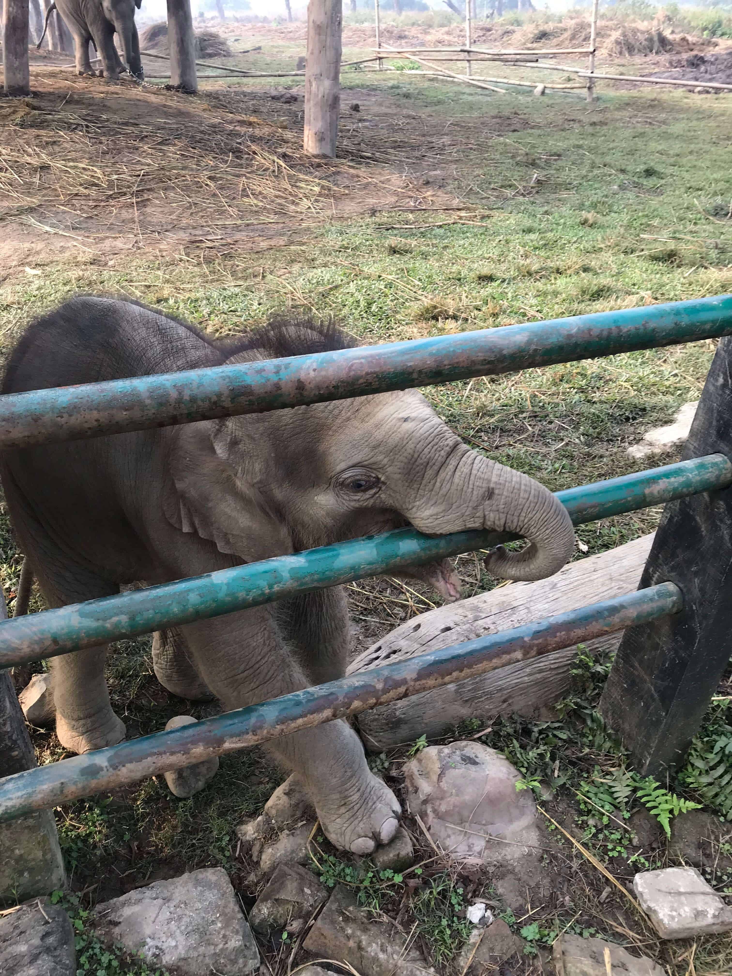 Baby elephant at the Chitwan National Park breeding center