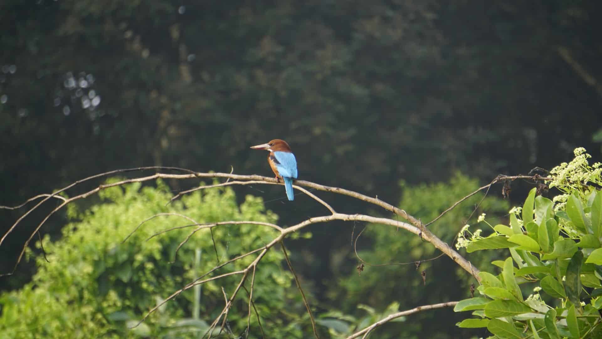 Kingfisher Bird in Chitwan National Park