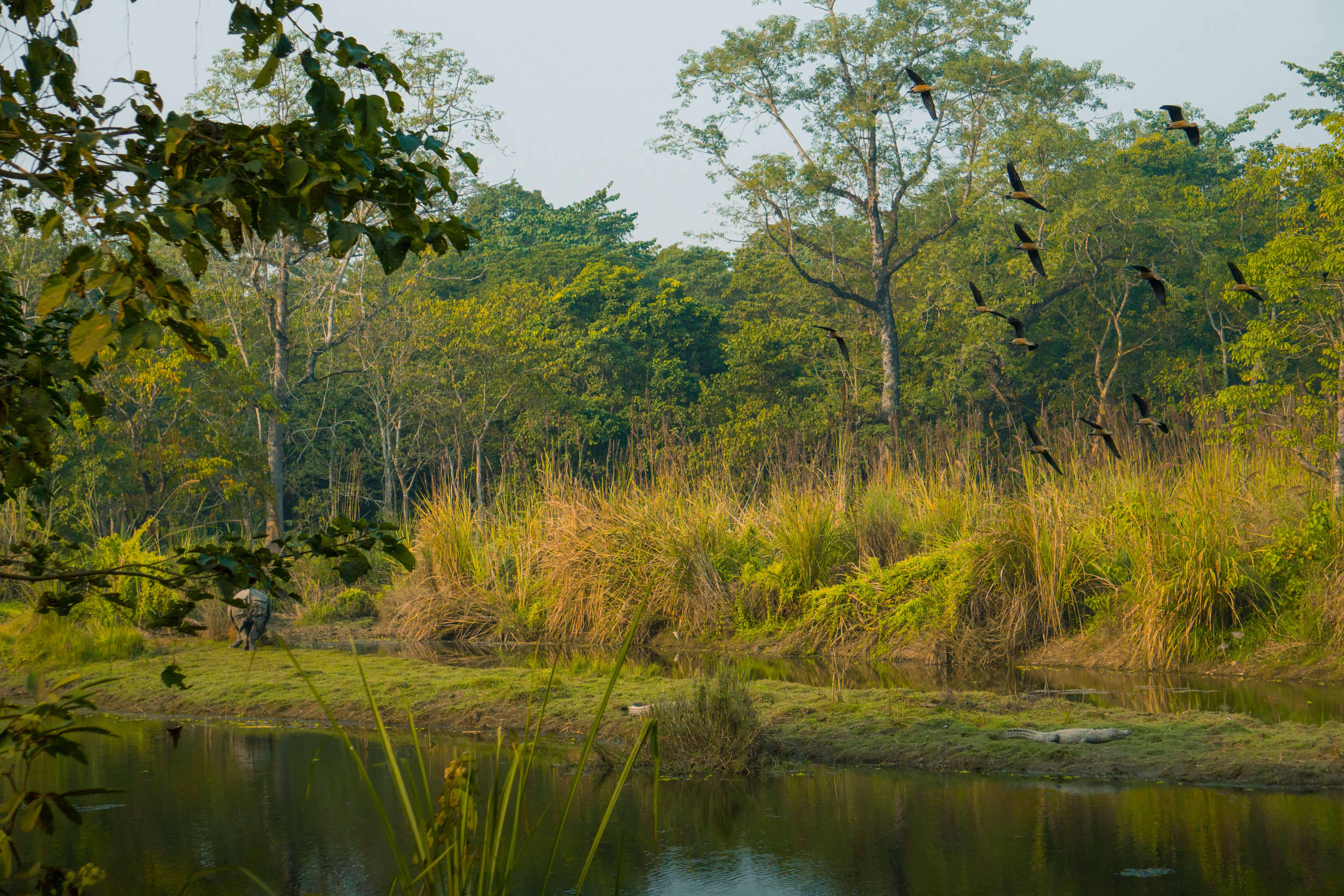 Rhino, crocodiles, and birds in Chitwan National Park