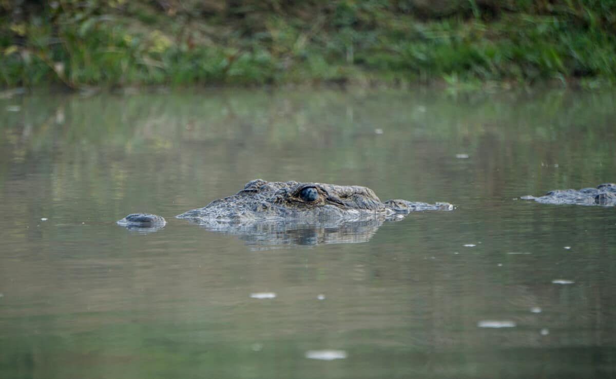 Crocodile in Chitwan national Park